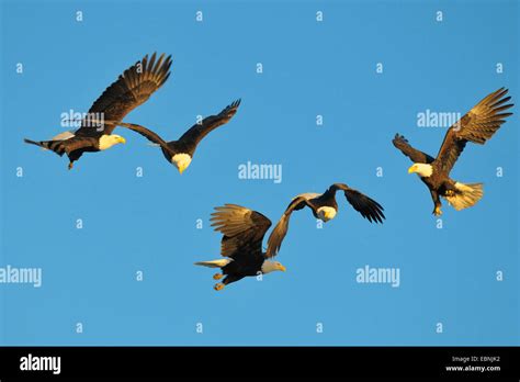 Five Eagles In Flight Fighting For Fish Hi Res Stock Photography And