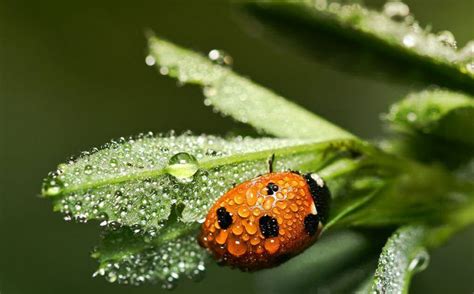 Ein marienkäfer in einem apfel. Marienkäfer sind Nützlinge im Garten - sie fressen jede ...