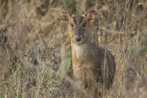 A Pretty Wild Female Muntjac Deer Muntiacus Reevesi Feeding At The