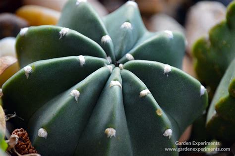 Cacti require level 55 farming to grow. The Cactus that Keeps on Blooming