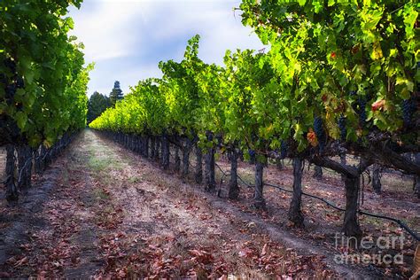 The Cabernet Is Ready Photograph By George Oze Fine Art America