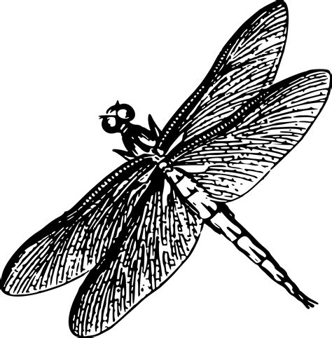 Dragonfly Clipart Black And White Dragonfly Black And White