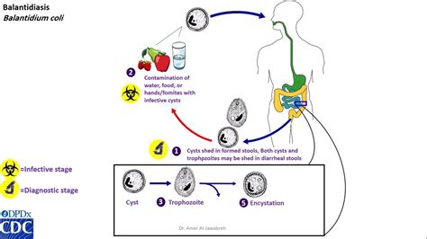 Giardia Lamblia Life Cycle Animation Bruin Blog