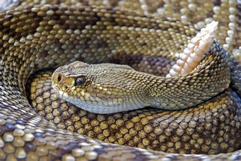 La Víbora De Cascabel Una De Las Serpientes Más Venenosas América