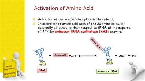 Protein Biosynthesis Translation