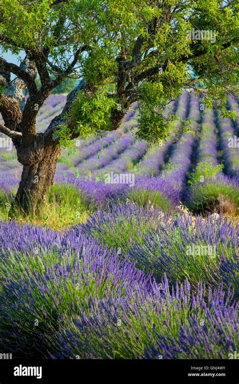 Lone Tree In Purple Field Of Lavender Along The Valensole Plateau