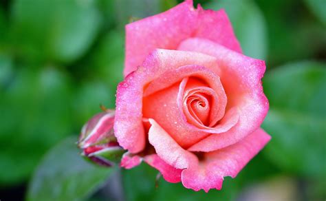 Free Images Flower Petal Bloom Red Flora Flowers Close Up Pink