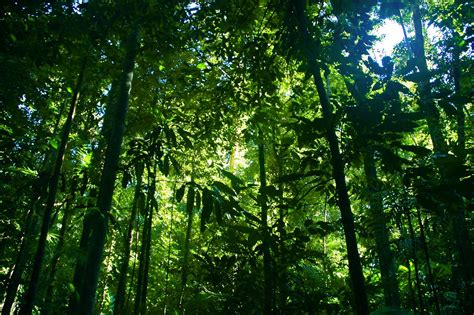 Tropical Rain Forest Audio Atmosphere