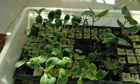 — enter your full delivery address (including a zip code and an apartment number), personal details, phone number, and an email. Hydroponics Store Near Me - Where can I buy Rockwool Cubes ...