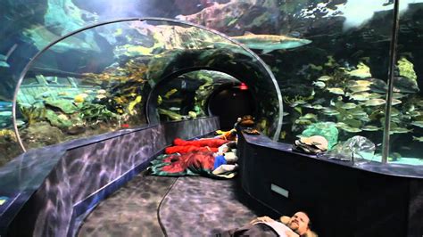 Sleeping With The Sharks At Ripleys Aquarium Of The Smokies