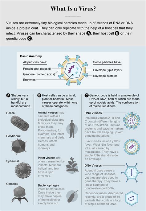 Viruses Can Help Us As Well As Harm Us Scientific American