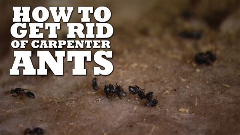 Maybe you would like to learn more about one of these? How to Get Rid of Carpenter Ants - All the Pest Information You Need