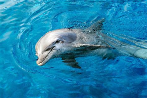 Why Dolphins Are The Second Smartest Creatures On The Planet Dolphin