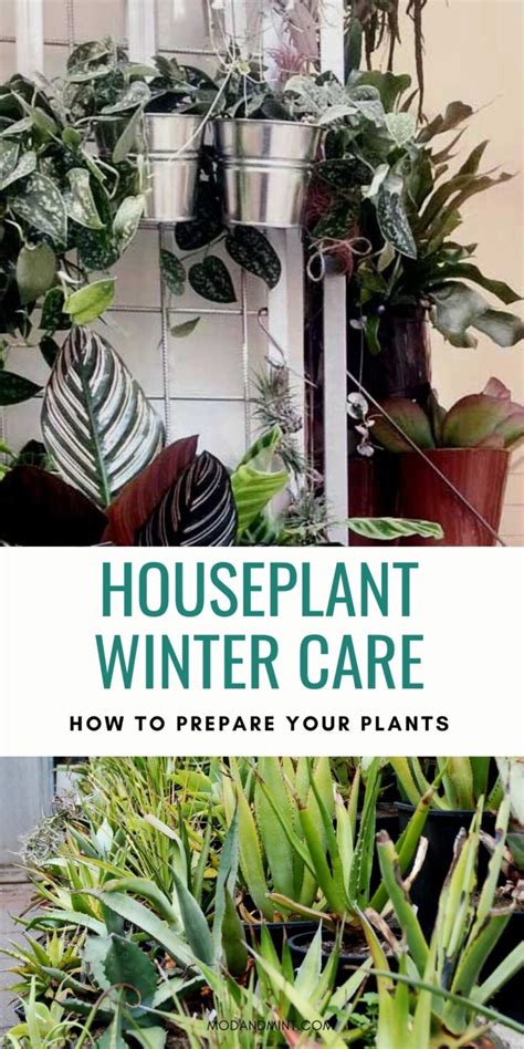 Winter Houseplant Care Get Your Plants Through The Cold Months