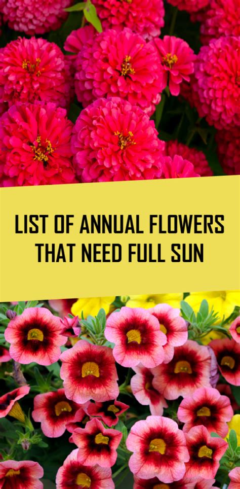 We've compiled a list of 25 awesome annual flowers, ranging in colors from pink to purple and yellow. List of Annual Flowers That Need Full Sun #Annual #flowers ...