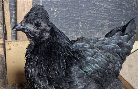 Fibro Easter Egger Black Chicken Breed With Colored Eggs Chicken Fans