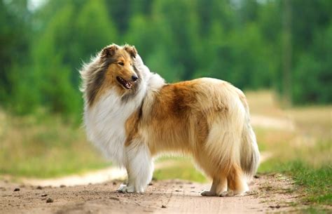 Top 6 What Kind Of Dog Was Lassie 2022