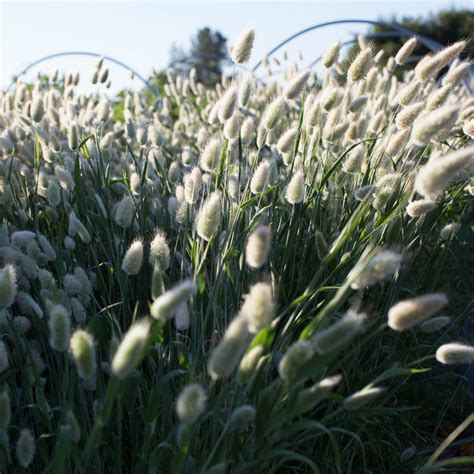 Ornamental Grass Bunny Tails Floret Flower Farm