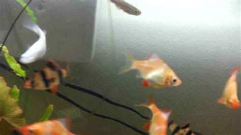 Albino Tiger Barb Possibly Carrying Eggs Youtube