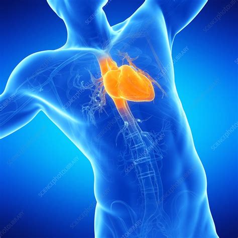 Male Heart Illustration Stock Image F0127576 Science Photo Library