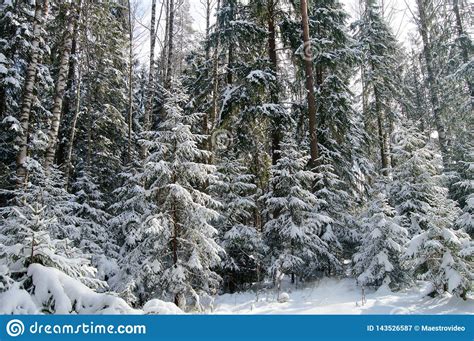 Forest Fir Tree Covered With Snow In The Rays Of The Sun Stock Image