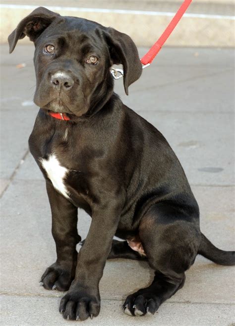 45 Italian Mastiff Full Grown Cane Corso L2sanpiero