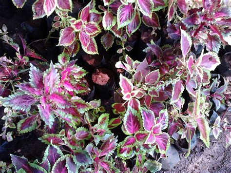 I have another hydrangea plant that is covered with pink and blue blooms that everyone can see. Garden Care Simplified: Croton Plant Colorful leaves Plant ...