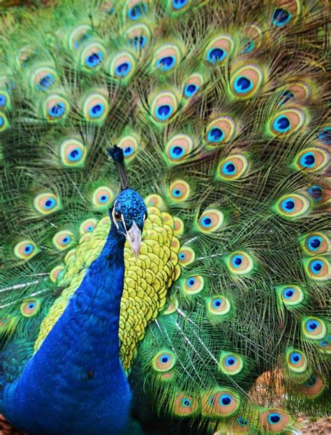 The most interesting fact about the peacock is the colorful features of this pheasant family. 113 best Paint Color Schemes Peacock Blue and Green from ...