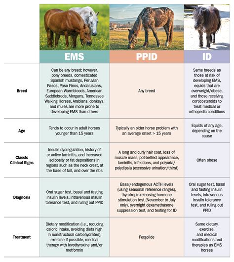 Understanding Equine Endocrine Disorders The Horse