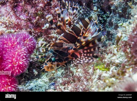 Juvenile Lionfish Underwater Macro Stock Photo Alamy