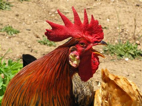 A rooster crowing is heard again when his sister is getting married early in the morning at a shotgun wedding that everyone's embarrassed about. Best rooster crowing picture contest! WINNERS ANNOUNCED!!!! - Page 2