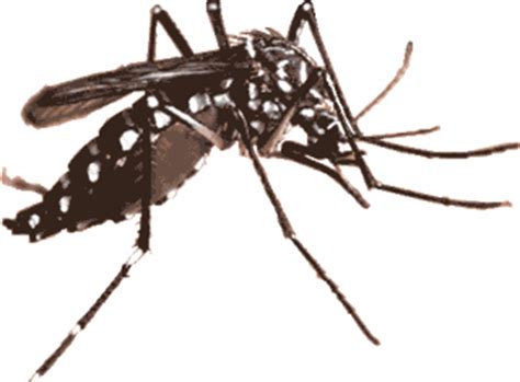 Muhyiddin yassin and transparent png images free download. Duke Amiene Rev: Nyamuk Aedes Versi Ubahsuaian Genetik ...