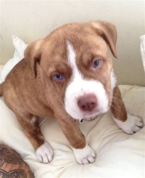 Pitbull Lab Mix Puppy Brown Adequate Ejournal Sales Of Photos