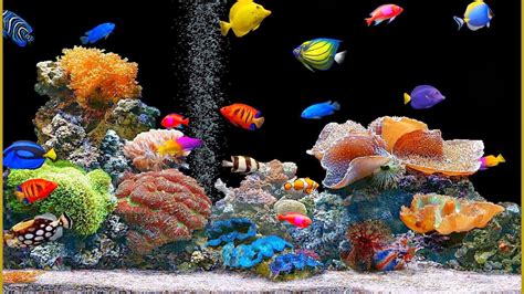 49 Free Animated Fish Aquarium Wallpapers Wallpapersafari