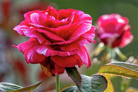Rose In Full Bloom Photograph By Fon Denton Fine Art America