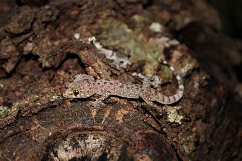 9 Lizard Species Found In Virginia With Pictures Pet Keen Online Store