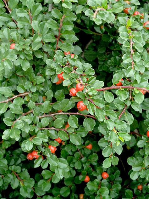 Evergreen Shrubs With Flowers Zone 8