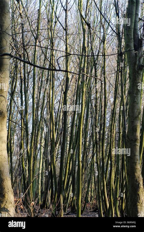 Beech Trees In Winter Elmbridge Surrey Uk Stock Photo Alamy