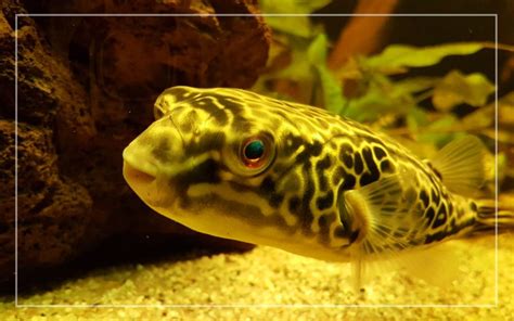 7 Best Freshwater Pufferfish For Aquarium