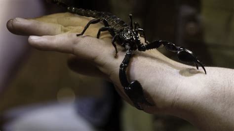 Scorpion Venom And Human Risk Exploring The Deadly Beauty