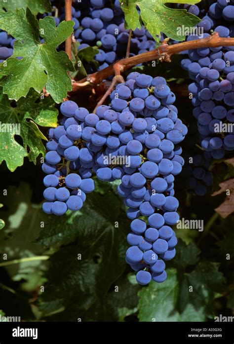 Agriculture Mature Clusters Of Cabernet Sauvignon Wine Grapes On The