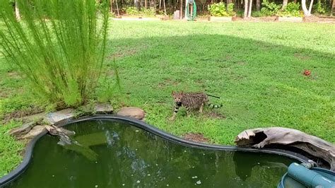 cat falls into pond while catching flying insect watch now