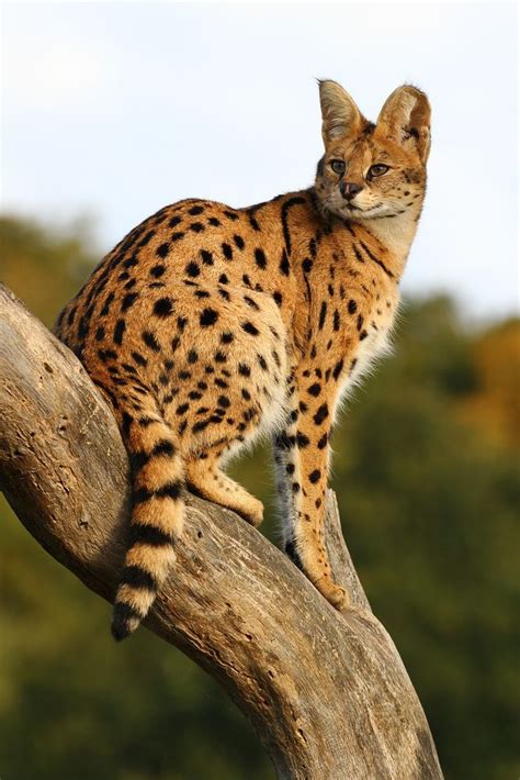 African Bush Cat Bing Images Small Wild Cats Serval Cats Animals