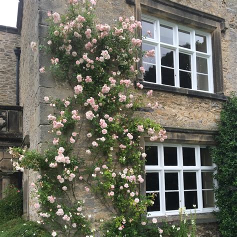 Die 1997 zur weltrose ernannte blumen besitzt stark bestachelte wissenswertes zur pflege der rosa kletterrose. Rosa 'New Dawn' syn. Rosa 'The New Dawn', Rose 'New Dawn ...