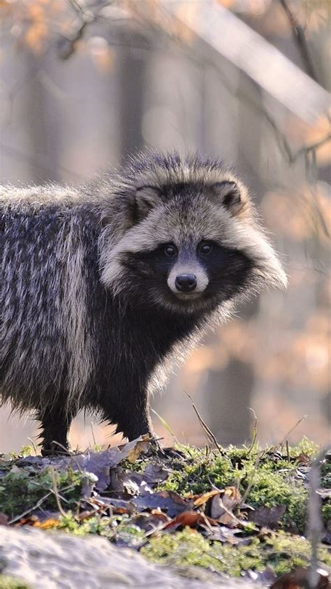 The 25 Best Japanese Raccoon Dog Ideas On Pinterest The Raccoons