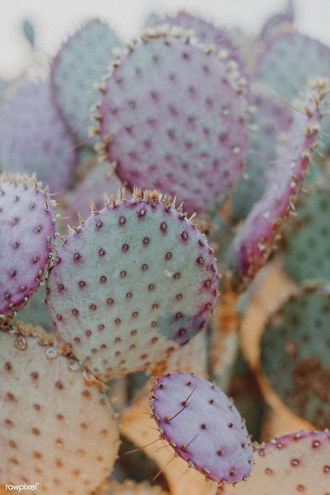 Download this free photo about bunny ears cactus in a flowerpot, and discover more than 8 million professional stock photos on freepik. Close up of a prickly pear cactus | free image by rawpixel ...