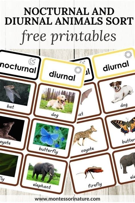 Nocturnal And Diurnal Animals Sort Free Printable Diurnal Animals