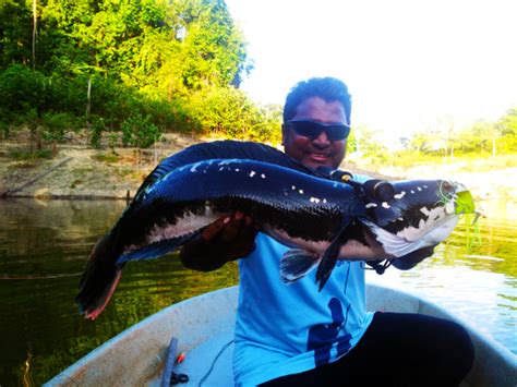 Toman adalah nama sejenis ikan buas dari suku ikan gabus (channidae). kanicen-nix-ikan-toman-giant-snakehead-dengan-ultralight ...