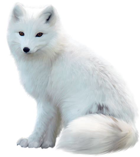 White Fox Png Pic Png Arts