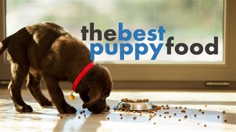 Quality meat ingredients are vital to the growth. Best Puppy Food Brands (How to Feed a Growing Dog)